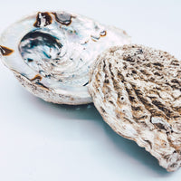 Abalone Muschel Churakuy - Wayu