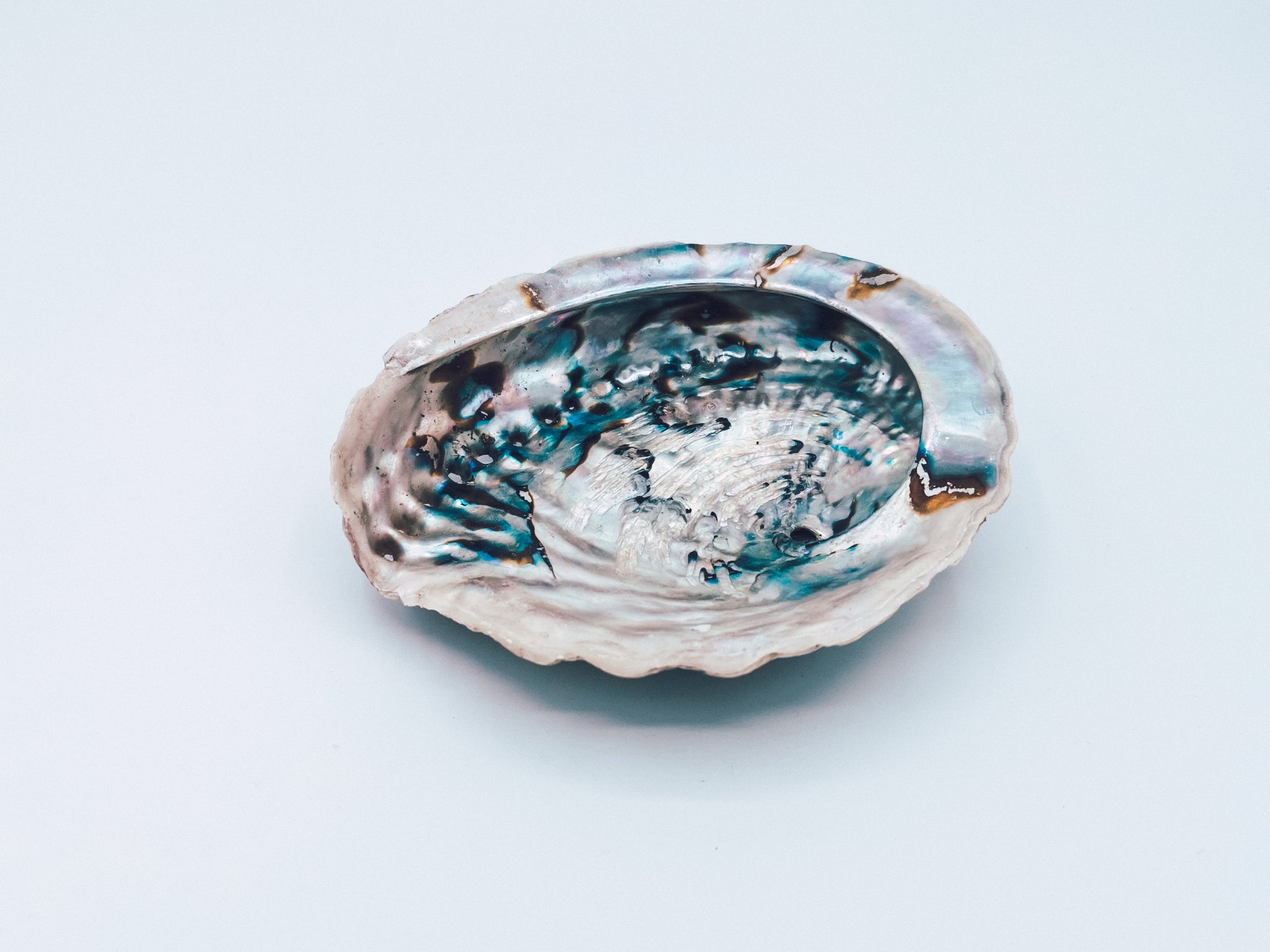 Abalone Muschel Churakuy - Wayu