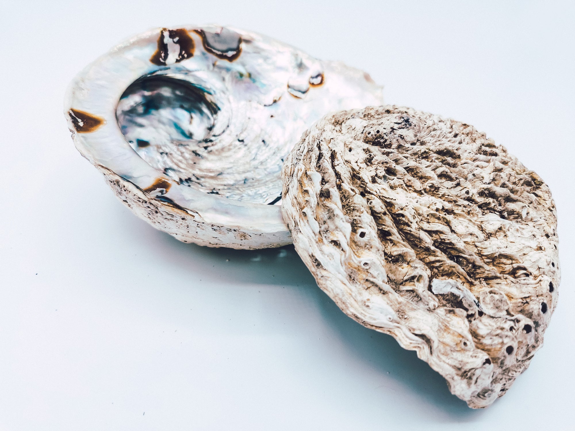 Abalone Muschel Churakuy - Wayu